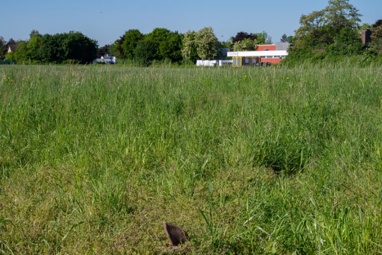Positiver Impuls für Schulneubau auf der Reiherwiese